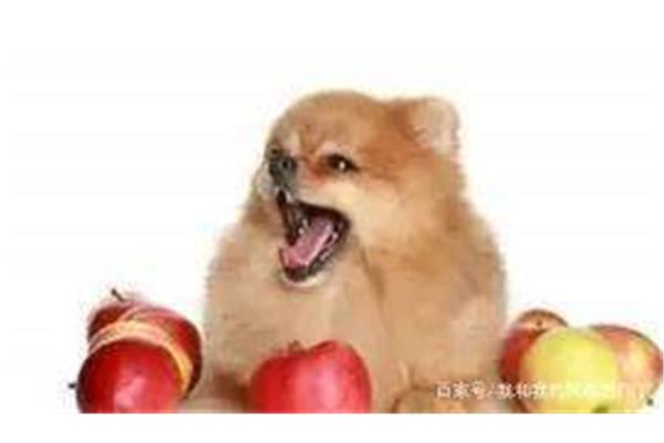 小狗能吃苹果核吗?小狗能吃苹果核吗?