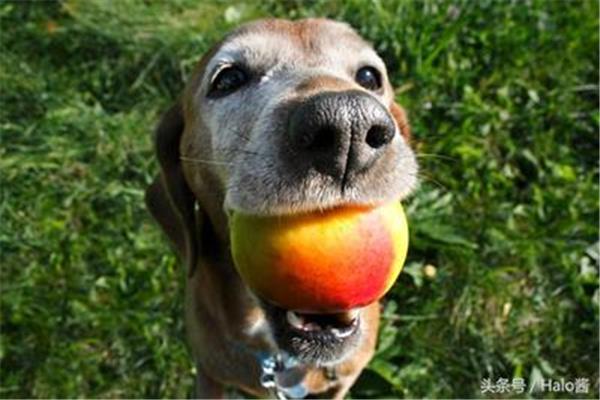 小狗狗可以吃水果吗,两个月宝宝狗可以吃水果吗