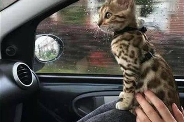坐汽车可以带猫吗