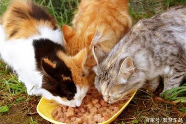 猫能吃鸡蛋吗?煮鸡蛋,幼猫1-2月的喂养方法
