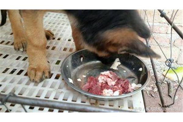 泰迪狗狗可以吃什么肉类别,德牧吃什么肉比较好?