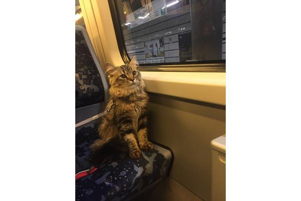 有一个猫包可以带猫上地铁吗我可以带我的猫去地铁吗?